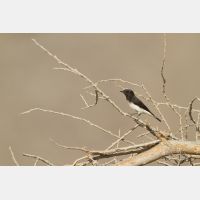 5184 x 3456 Px   _RM_141025_MG_6970.jpg