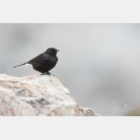 5472 x 3648 Px   _RM_180514__D2_2042.jpg