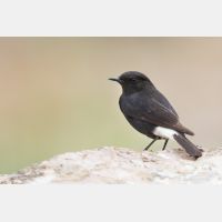 5472 x 3648 Px   _RM_180515__D2_2444.jpg