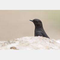 5472 x 3648 Px   _RM_180515__D2_2456.jpg