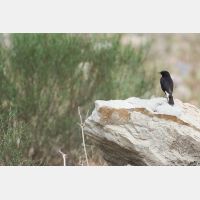 5472 x 3648 Px   _RM_180515__D2_2461.jpg