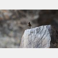 5472 x 3648 Px   _RM_180516__D2_2737.jpg