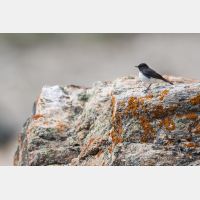 5472 x 3648 Px   _RM_180516__D2_2774.jpg