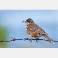 3280 x 2187_Px _RM_070704_MG_4651.jpg