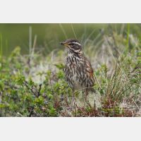 3285 x 2190_Px _RM_070706_MG_5250.jpg