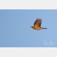 3345 x 2230_Px _RM_111015_MG_4936.jpg