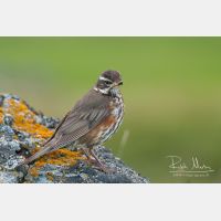 3438 x 2292_Px _RM_070704_MG_4731.jpg