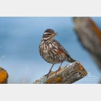 3504 x 2336_Px _RM_070704_MG_4657.jpg