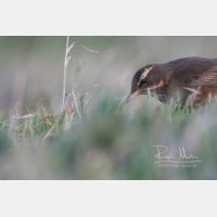 3767 x 2512 Px   _RM_181102__72_2729.jpg