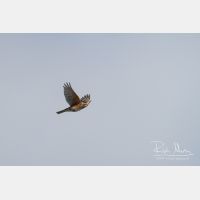 4156 x 2770_Px _RM_111014_MG_3902.jpg