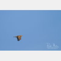 4256 x 2837_Px _RM_111014_MG_3917.jpg