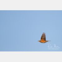 4280 x 2853_Px _RM_111015_MG_4943.jpg