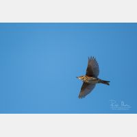 4718 x 3146 Px   _RM_191031_DSC_0369.jpg