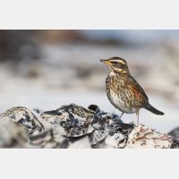 4948 x 3299 Px   _RM_181031__72_1386.jpg