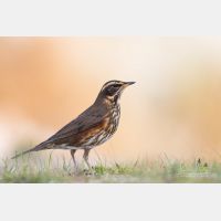 4980 x 3320 Px   _RM_181101__72_2349.jpg