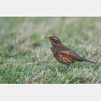 4999 x 3333 Px   _RM_181102__72_2759.jpg