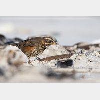 5052 x 3368 Px   _RM_181031__72_1369.jpg