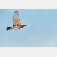 5067 x 3378 Px   _RM_191031_DSC_0373_b.jpg