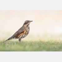 5211 x 3474 Px   _RM_181101__72_2335.jpg