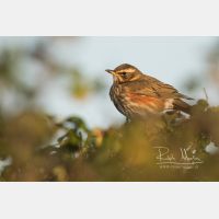 5317 x 3545 Px   _RM_191030_D2_7350.jpg