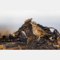 5472 x 3648 Px   _RM_181031__72_1399.jpg