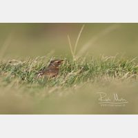 5472 x 3648 Px   _RM_181102__72_2654.jpg