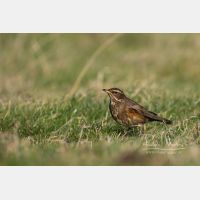 5472 x 3648 Px   _RM_181102__72_2674.jpg