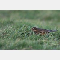 5472 x 3648 Px   _RM_181102__72_2803.jpg