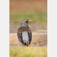 1726 x 2589_Px _RM_110420_MG_1185.jpg