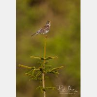 2416 x 3624_Px _RM_110518_MG_9102.jpg