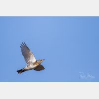 3599 x 2399 Px   _RM_201023_D2_8917.jpg