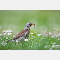 3684 x 2456_Px _RM_110506_MG_7933.jpg