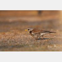 3685 x 2457_Px _RM_110420_MG_1190.jpg