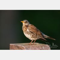 3706 x 2471_Px _RM_110420_MG_1214.jpg