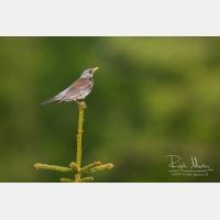 3713 x 2476_Px _RM_110518_MG_9107.jpg