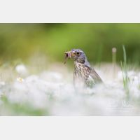 3822 x 2548_Px _RM_110506_MG_7940.jpg