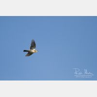 4360 x 2907_Px _RM_111014_MG_3809.jpg