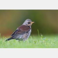 4675 x 3117_Px _RM_111014_MG_3113.jpg