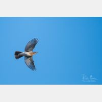 4704 x 3136 Px   _RM_201023_SKL3608.jpg