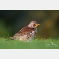 4704 x 3136_Px _RM_111014_MG_3133.jpg