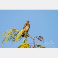 4785 x 3190_Px _RM_120515_MG_7220.jpg