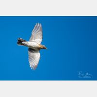 4868 x 3246 Px   _RM_201023_SKL3603.jpg