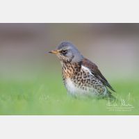 4869 x 3246_Px _RM_111014_MG_3032.jpg