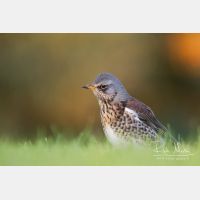 4893 x 3262_Px _RM_111014_MG_3130.jpg