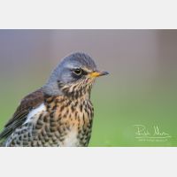 4904 x 3269_Px _RM_111014_MG_3091.jpg