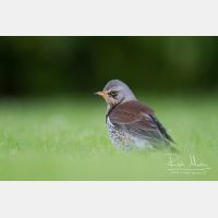 4925 x 3283_Px _RM_111014_MG_2982.jpg