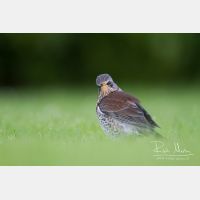 4936 x 3291_Px _RM_111014_MG_2980.jpg