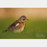 4942 x 3295_Px _RM_111014_MG_3144.jpg