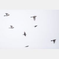 4949 x 3299 Px   _RM_201030_D4_9782.jpg