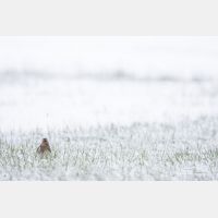 5472 x 3648 Px   _RM_160428_MG_6577.jpg